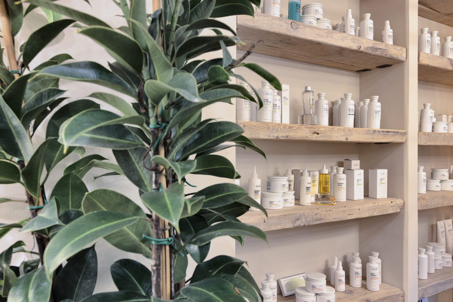 Estanterías con productos Keune Haircosmetics y planta decorativa en peluquería La Están Peinando
